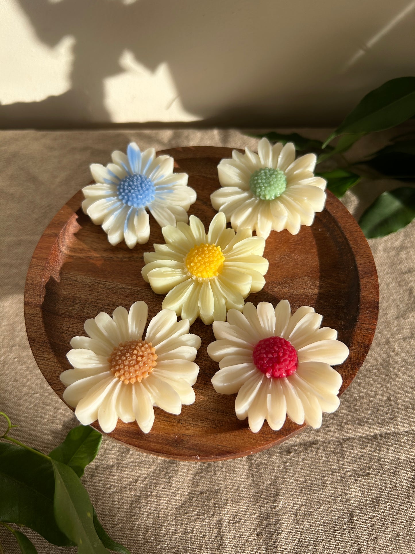 Coffret découverte Marguerites